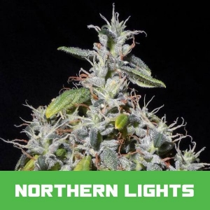 Bud Master Seeds - Northern Lights