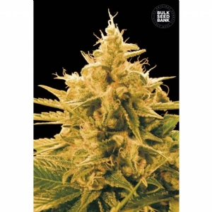 ANANAS FUNK - Bulk Seeds Bank