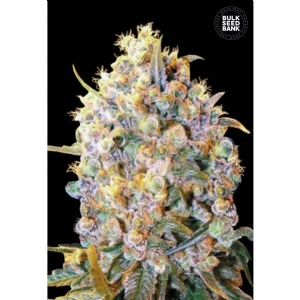 BIGGER BUD - Bulk Seeds Bank