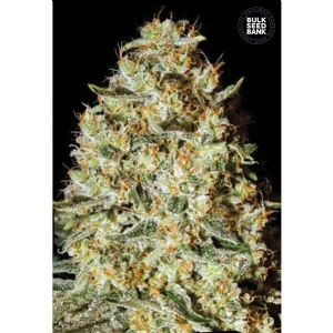 NEPAL GOLD - Bulk Seeds Bank