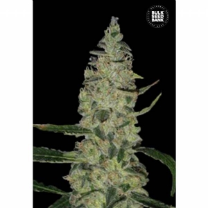 SPECIAL SKUNK - Bulk Seeds Bank