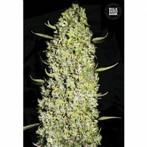 THE UNLIMITED - Bulk Seeds Bank