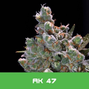 Bud Master Seeds- AK 47