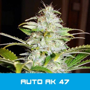 Bud Master Seeds - AK 47 Auto
