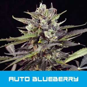 Bud Master Seeds - Blueberry Auto