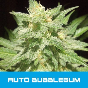 Bud Master Seeds - Bubblegum Auto
