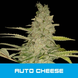 Bud Master Seeds - Cheese Auto