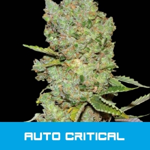 Bud Master Seeds - Critical Auto