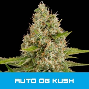 Bud Master Seeds - OG Kush Auto