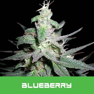 Bud Master Seeds - Blueberry