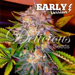 Delicious Seeds - Caramelo Early Version