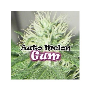 Dr Underground - Melon Gum Auto