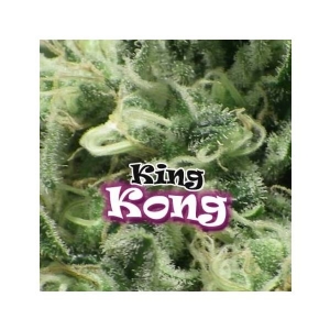 Dr Underground - King Kong