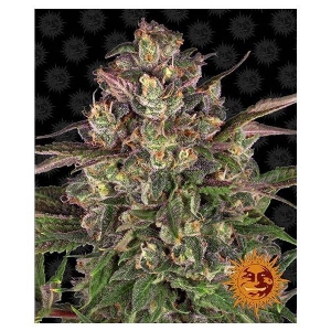Barney s Farm - Peyote Critical