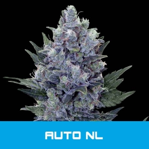 Bud Master Seeds - Northern Lights Auto