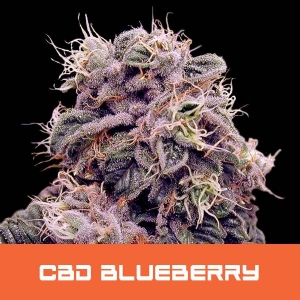 Bud Master Seeds - CBD Blueberry