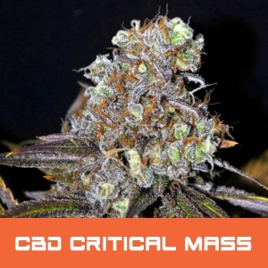 Bud Master Seeds - CBD Critical Mass