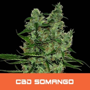 Bud Master Seeds - CBD Somango