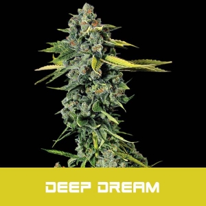 Bud Master Seeds - Deep Dream Limited Edition