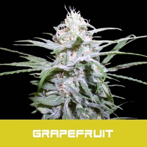 Bud Master Seeds - Grapefruit Limited Edition