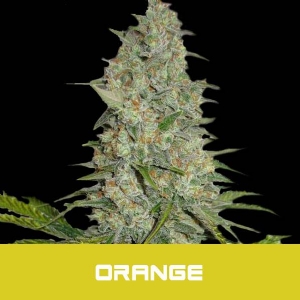 Bud Master Seeds - Orange Limited Edition