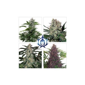 Buddha Seeds - Assorted Mix Auto
