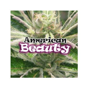 Dr Underground - American Beauty