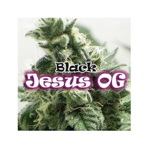 Dr Underground - Black Jesus OG