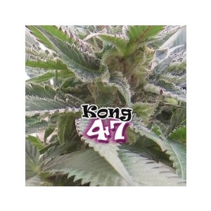 Dr Underground - Kong 47