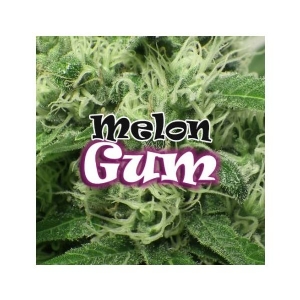 Dr Underground - Melon Gum