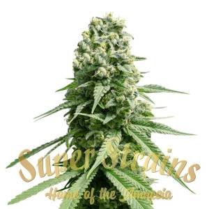 Super Strains - Amnesia