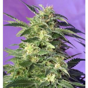 Sweet Seeds - Killer Kush Auto