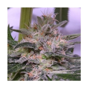 Ace Seeds - Honduras Regolare