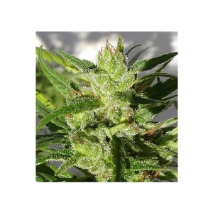 Ace Seeds - Ethiopian Regolare