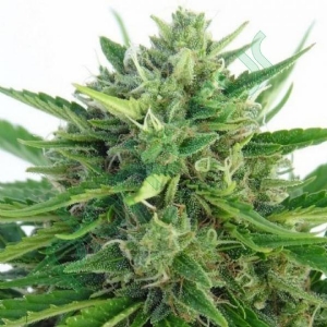 Ace Seeds - Malawi x Northern Lights Auto