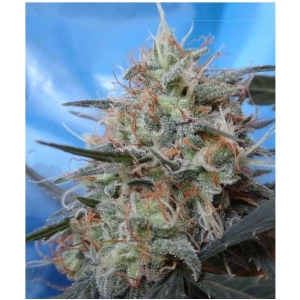 Ace Seeds - Congo x Kali China