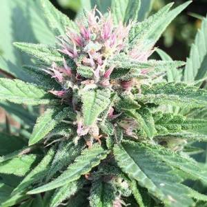 Ace Seeds - Early Bubba Hash