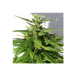 Ace Seeds - Green Haze x Malawi Regolare