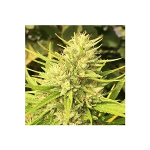 Ace Seeds - Malawi x Panama