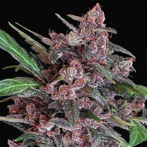 Exotic Seeds - Black Lemon Auto