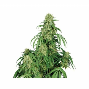 Buddha Seeds  - Calamity Jane Auto