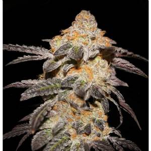 TH Seeds - French Cookies - 5 Fem