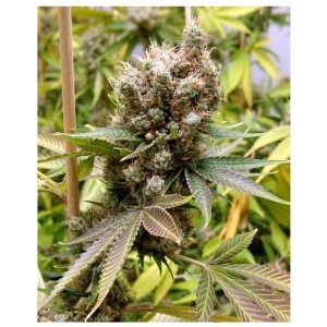 Soma Seeds - Somalicious