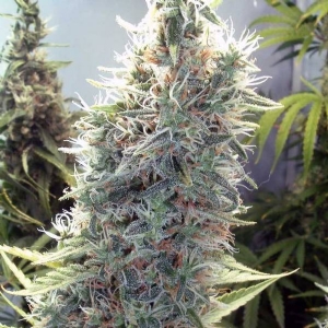 Female Seeds - C99 - 4 fem