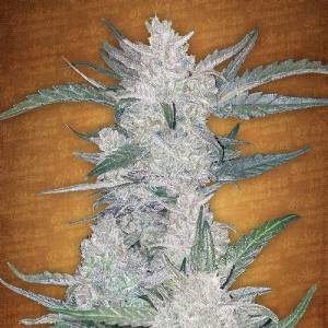 Fast Buds - Mexican Airlines