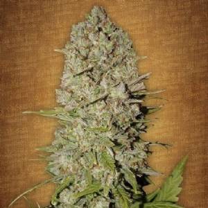 Fast Buds - Pineapple Express