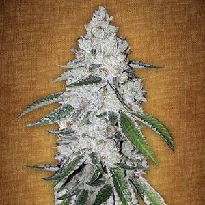 Fast Buds - West Coast O.G.