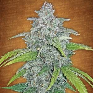 Fast Buds - Stardawg