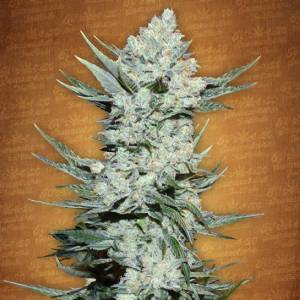 Fast Buds - Tangie Matic