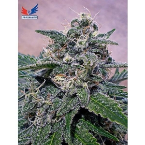 Positronics - Super Cheese Express